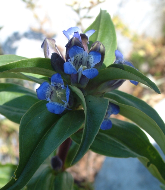 Gentiana cruciata / Genziana crociata